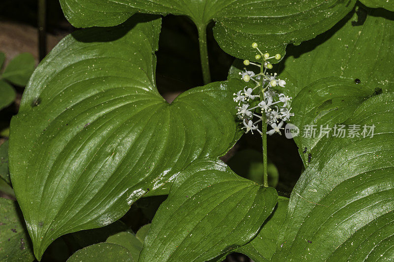 Maianthemum dilatatum(蛇莓，两叶所罗门海豹或山谷假百合)是一种常见的多年生根状开花植物，原产于北美西部，从加利福尼亚北部到阿留申群岛，以及亚洲横跨Kamch地区